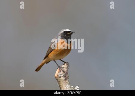 Männlicher gemeiner Rottanz (Phoenicurus phoenicurus), der auf einem Stock thront Stockfoto