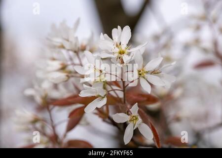 Nahaufnahme von blühenden Blüten der glatten Dienstbeere (amelanchier laevis) Stockfoto