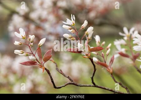 Nahaufnahme von blühenden Blüten der glatten Dienstbeere (amelanchier laevis) Stockfoto