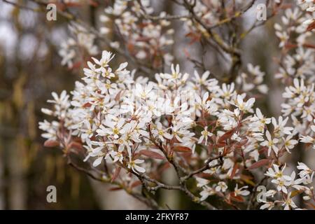 Nahaufnahme von blühenden Blüten der glatten Dienstbeere (amelanchier laevis) Stockfoto