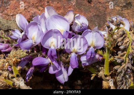 Nahaufnahme der blühenden japanischen Glyzinien (Glyzinie floribbunda) Stockfoto