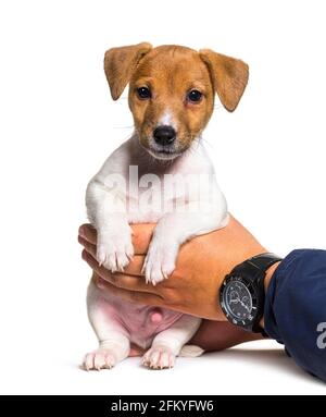 Menschliche Hände halten einen Welpen Jack russel Terrier Hund zwei Monate alt Stockfoto
