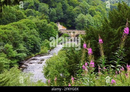 Green Bridge und River Swale, umgeben von üppigen Bäumen mit leuchtend rosa Rosebay Weidenkräutern im Vordergrund, Richmond, North Yorkshire, England, Großbritannien Stockfoto