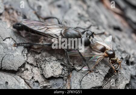 Raubfliegenfütterung auf gefangener Ameise, Makrofoto Stockfoto