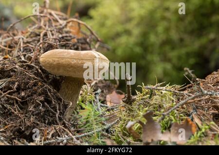 Bitter, Tylopilus felleus bolete Stockfoto