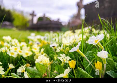 Weiße und gelbe Primula vulgaris, bekannt als die gemeine Primel, die wild auf einem Zementwerk wächst, Blüten von Primulaceae mit Kreuzen im Hintergrund Stockfoto