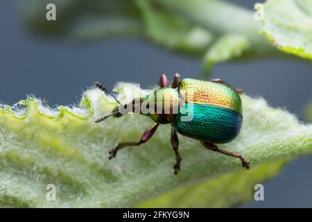 Makrofoto eines bunten, blattrollenden Weevels, Attelabidae auf Blatt Stockfoto