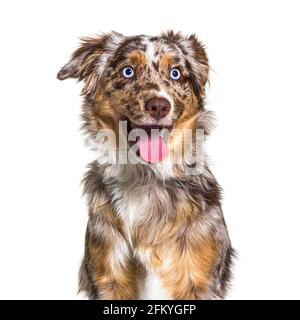 Miniatur americain Schäferhund rot Merle blau Augen keuchend, isoliert Stockfoto