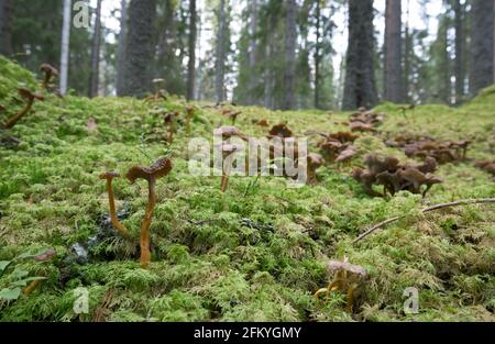 Viele Trichterpfifferlinge, Craterellus tubaeformis, wachsen unter Moos im Nadelwald Stockfoto