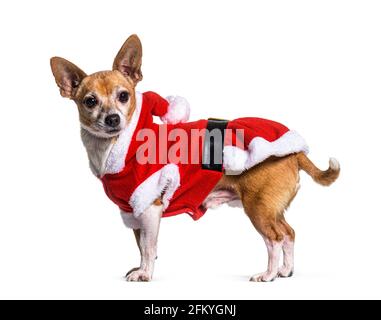 Crossbreed Hund trägt ein weihnachtsmann Kostüm, isoliert auf weiß Stockfoto