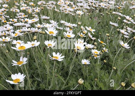 Anthemis punctata subsp cupaniana sizilianische Kamille – weiße Gänseblümchen auf langen Stielen und federndem Laub, Mai, England, Großbritannien Stockfoto