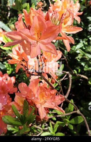 Azalea ‘Gibraltar’ Rhododendron Gibraltar – orangefarbene Blüten mit gelbem Streulicht, Mai, England, Großbritannien Stockfoto