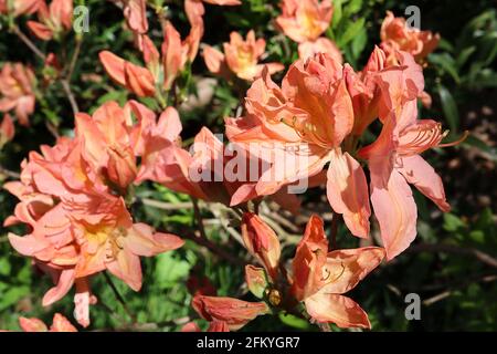 Azalea ‘Gibraltar’ Rhododendron Gibraltar – orangefarbene Blüten mit gelbem Streulicht, Mai, England, Großbritannien Stockfoto