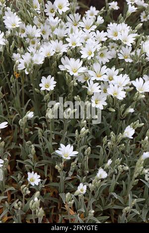 Cerastium tomentosum Schnee-im-Sommer / staubiger Müller – gekerbte weiße Blüten mit grauen Streifen und behaarten kleinen silbergrauen Blättern, Mai, England, UK Stockfoto