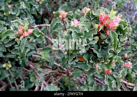 Cistus creticus ‘Lasithi’ Blätter nur Felsenrose Lasithi – rosa Blütenknospen und hängende, wellige, dunkelgrüne Blätter, Mai, England, Großbritannien Stockfoto