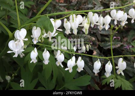 Lamprocapnos spectabilis ‘Alba’ Dicentra spectabilis Alba – weiße herzförmige Blüten mit farnem Laub, Mai, England, Großbritannien Stockfoto