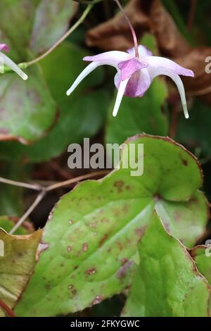 Epimedium sempervirens grandiflorum violaceum Violet-blühendes Barrenwort – hängende Sprays talonähnlicher Fliederviolettblüten mit weißen Spornen, Mai, Stockfoto