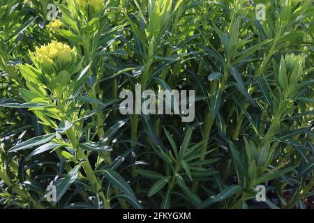 Puphorbia palustris Marsh Spurge - limgrüne Blüten auf den Dornen von dunkelgrünen, lanzförmigen Blättern, Mai, England, Großbritannien Stockfoto