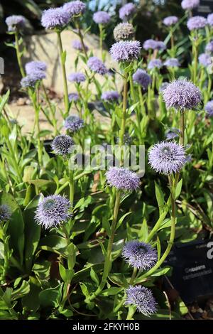 Globularia cambessedesii Globe Daisy cambessedesii – lila lila mophead-ähnliche Blumen und kleine lanzförmige frische grüne Blätter, Mai, England, Großbritannien Stockfoto