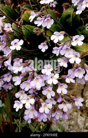 Haberlea rhodopensis orfeus Flower rhodopensis – weiße trompetenförmige Blüten mit lila Blütenblattrücken, Karamellsprenkeln, mit Staubgefäßen gefüllter Kehle, Mai, UK Stockfoto