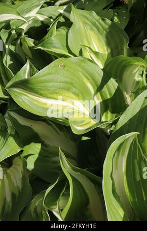 Hosta undulata var univittata eingestreifte, gewellte Wegerich-Lilie – frische grüne Blätter mit hellgrünen Markierungen und breitem zentralem cremefarbenem Splash, Mai, England Stockfoto