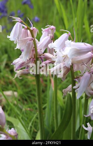 Hyacinthoides non-scripta WHITE English bluebells – weiße schmale röhrenförmige Blüten mit reflexartigen Blütenblättern, Mai, England, Großbritannien Stockfoto