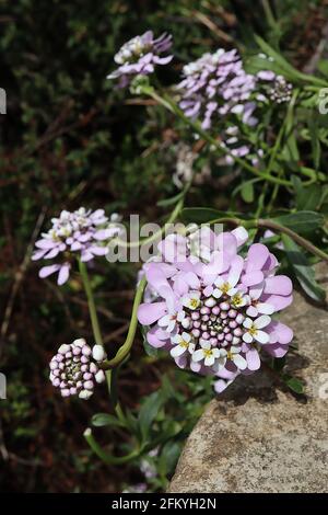 Iberis umbellata ‘Pink Ice’ Candytuft Pink Ice - zentrale Blütenknospe, Ring aus kleinen weißen Blüten, darunter strahlende löffelförmige Blütenblätter, Stockfoto