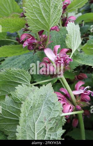 Lamium orvala riesige Taubennessel – mit Kapuze, violett-rosa Blüten und dunkelgrünen Blättern mit gezahnten Rändern, Mai, England, Großbritannien Stockfoto