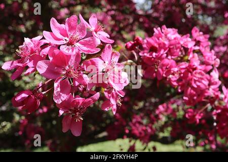 Malus x purpurea Aldenhamensis purpurner Krabbenapfel Aldenhamensis – Massen von tiefrosa lila schalenförmigen Blüten an gebogenen Zweigen, Mai, England, Großbritannien Stockfoto