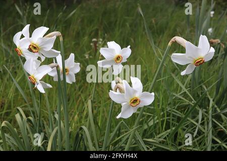 Narcissus / Daffodil Poeticus var. recurvus Division 13 Botanischer Name Daffodil – weiße Blütenblätter und kleine gelbe Tasse mit rotem Rand, Stockfoto