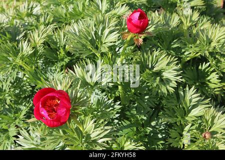 Paeonia anomala subsp Hybrid anomale Pfingstrose – magentafarbene Blüten und mehrfach geteilte grüne Blätter, Mai, England, Großbritannien Stockfoto