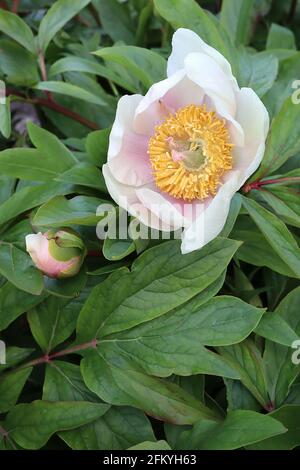 Paeonia lactiflora ‘Golden Wings’ Peony Golden Wings – weiße Blüten in der Mitte rosa gefärbt und Blätter geteilt, Mai, England, Großbritannien Stockfoto