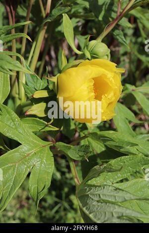 Paeonia lutea ssp ludlowii Ludlow’s Tree Pfingstrose – gelbe schalenförmige Blüten mit geteilten großen, frisch grünen Blättern, Mai, England, Großbritannien Stockfoto