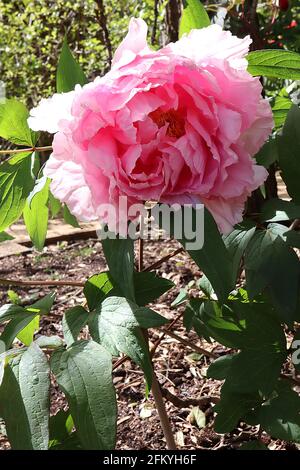 Paeonia lactiflora ‘Sarah Bernhardt’ Peony Sarah Bernhardt – riesige rosarote Doppelblüten und große, geteilte Blätter, Mai, England, Großbritannien Stockfoto