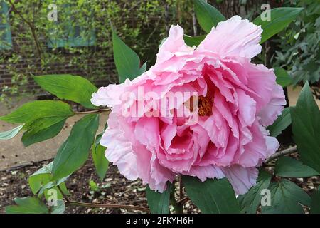 Paeonia lactiflora ‘Sarah Bernhardt’ Peony Sarah Bernhardt – riesige rosarote Doppelblüten und große, geteilte Blätter, Mai, England, Großbritannien Stockfoto