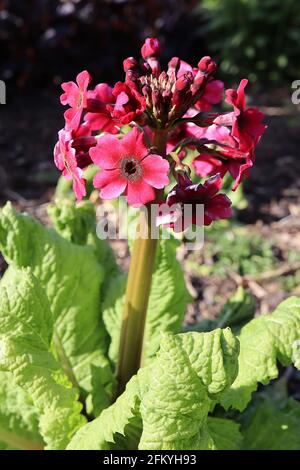 Primula japonica ‘Miller’s Crimson’ Candelabra primula Miller’s Crimson – radiale Reihen sternförmiger magentafarbener Blüten an hohen Stielen, Mai, England Stockfoto