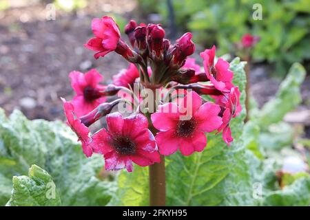 Primula japonica ‘Miller’s Crimson’ Candelabra primula Miller’s Crimson – radiale Reihen sternförmiger magentafarbener Blüten an hohen Stielen, Mai, England Stockfoto