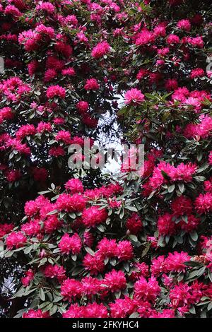 Rhododendron arboreum Baum Rhododendron – großer Baum, der von Massen von tiefrosa Blütenbindern, dunkelgrünen Blättern bedeckt ist, Mai, England, Großbritannien Stockfoto