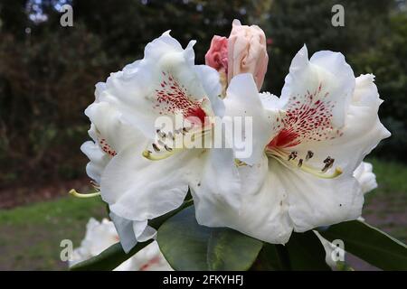 Rhododendron ‘Maharani’ große, weiße trichterförmige Blüten mit scharlachrotem Fleck, Mai, England, Großbritannien Stockfoto