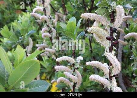 Salix hastata hellberd Weide – zylindrische und horizontale weiße Kätzchen mit gelbem Pollen, Mai, England, Großbritannien Stockfoto