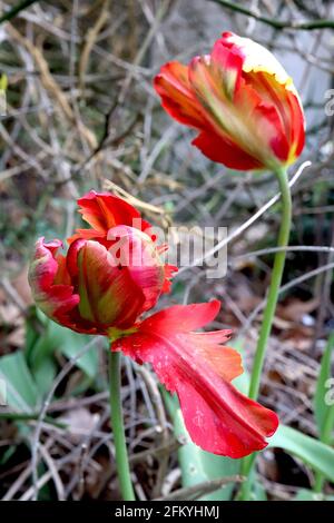 Tulipa gesneriana var dracontia ‘Rococo Parrot’ Parrot 10 verdrehte scharlachrote Blütenblätter, schwarze Streifen, schwarze Federblätter, grüne äußere Blütenblätter, Mai, VEREINIGTES KÖNIGREICH Stockfoto