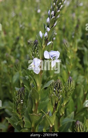 Veronica gentianoides gentian speedwell – sehr hellblaue Blüten mit blauen Adern, die mit olivgrünen Blättern an Blütenspitzen durchsetzt sind, Mai, England, Stockfoto