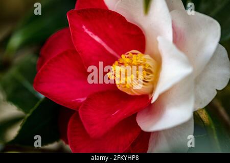 Entzückende Camellia japonica 'Lady Vansittart', Kamelie 'Lady Vansittart', in Blüte Stockfoto