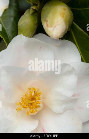 Entzückende Camellia japonica 'Lady Vansittart', Kamelie 'Lady Vansittart', in Blüte Stockfoto