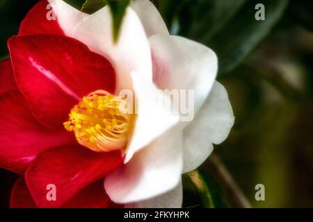 Entzückende Camellia japonica 'Lady Vansittart', Kamelie 'Lady Vansittart', in Blüte Stockfoto