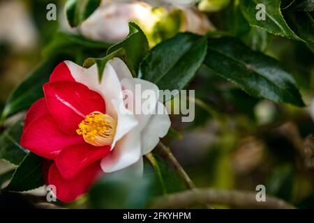 Entzückende Camellia japonica 'Lady Vansittart', Kamelie 'Lady Vansittart', in Blüte Stockfoto