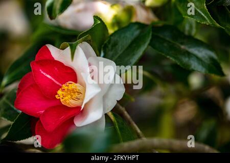 Entzückende Camellia japonica 'Lady Vansittart', Kamelie 'Lady Vansittart', in Blüte Stockfoto