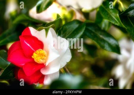 Entzückende Camellia japonica 'Lady Vansittart', Kamelie 'Lady Vansittart', in Blüte Stockfoto