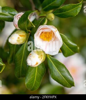 Entzückende Camellia japonica 'Lady Vansittart', Kamelie 'Lady Vansittart', in Blüte Stockfoto