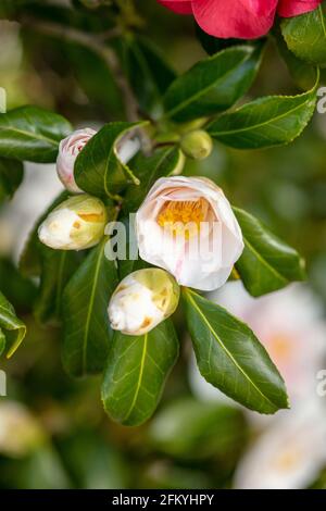 Entzückende Camellia japonica 'Lady Vansittart', Kamelie 'Lady Vansittart', in Blüte Stockfoto